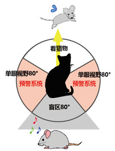 Vol.13肉食系？草食系？～動物眼睛之奇跡～